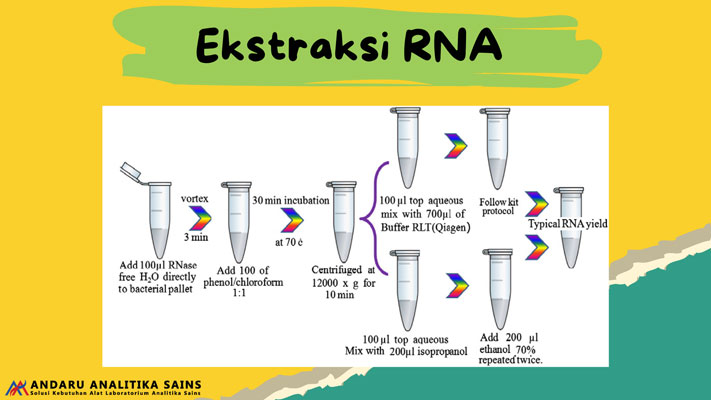 ilustrasi gambar ekstrasi RNA