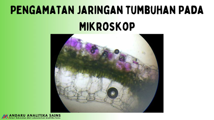 ilustrasi pengamatan jaringan tumbuhan pada mikroskop