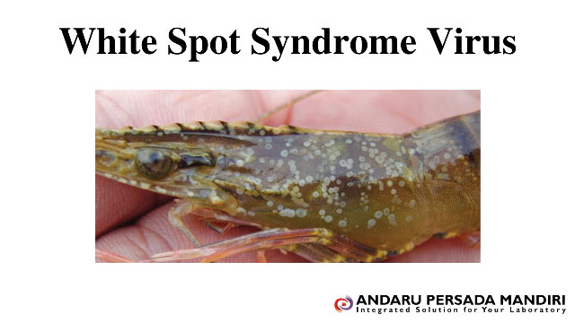 ilustrasi gambar White Spot Syndrome Virus