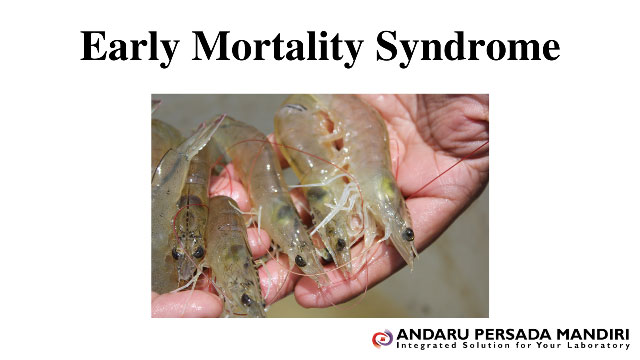 ilustrasi gambar Early Mortality Syndrome