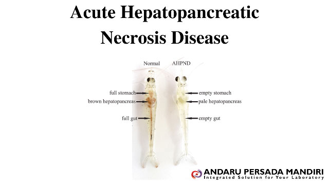 ilustrasi gambar Acute Hepatopancreatic Necrosis Disease
