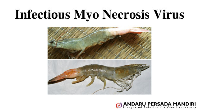 ilustrasi gambar Infectious Myo Necrosis Virus