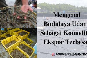 Jenis Penyakit Udang Yang Perlu Diketahui