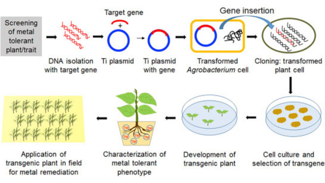 ilustrasi gambar Proses modifikasi genetika