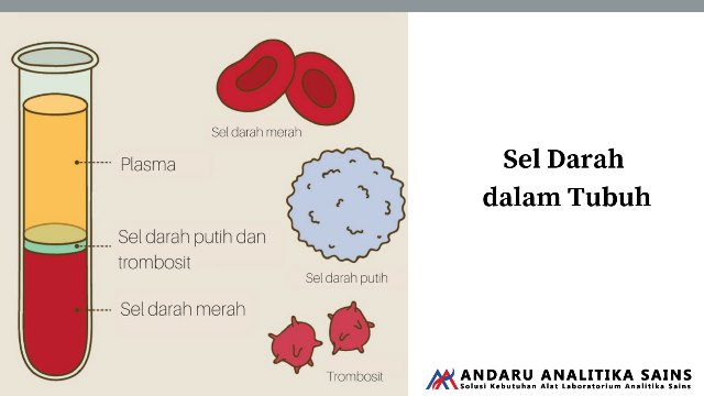 ilustrasi sel darah