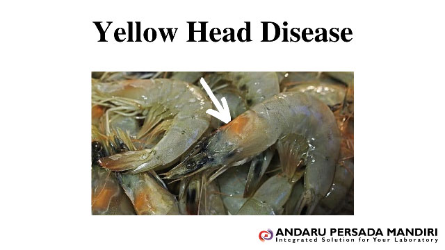 ilustrasi gambar Yellow Head Disease